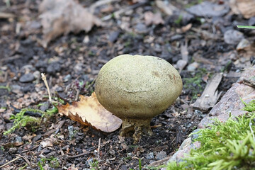 Potato Earthball, wild mushroom from Finland, scientific name Scleroderma bovista