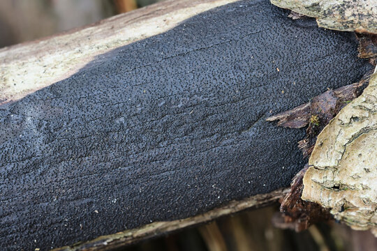A black crust fungus from Finland with no common English name, scientific name Eutypa sparsa