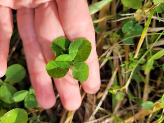Tr&egrave;fle 5 feuilles 