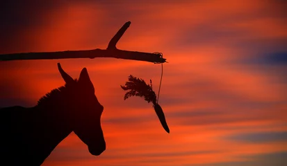 Fototapeten Karottenstäbchen-Theorie-Konzept mit Esel-Silhouette. Sonnenuntergang. Das Karottenzeichen ist eine Belohnung für die Bewegung und der Stock eine Bestrafung, wenn das Tier aufhört, sich zu bewegen. Motivation und Inspiration Metapher. © MedRocky