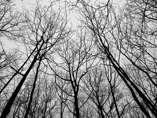 silhouette of a tree