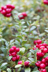 Lingonberries