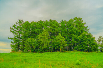 マイルドセブンの丘（北海道美瑛町）
