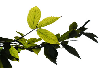 Green tree branch isolated on white background