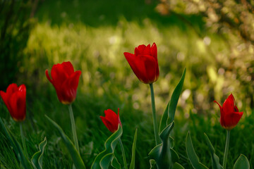 Fototapeta premium Red bright tulips on a green bed in the sun. Bokeh, defocus, set focus