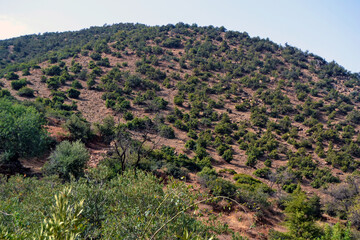 in the mountains, forest, green plants, olive trees, rocks and stones 