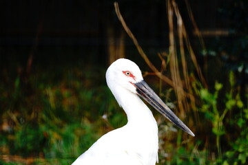 white stork ciconia