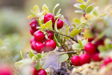 Lingonberries