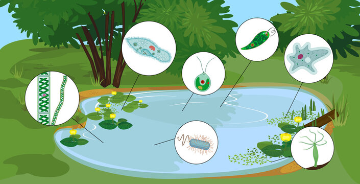 Pond biotope with microscopic unicellular organisms: protozoa (Paramecium caudatum, Amoeba proteus, Chlamydomonas, Euglena viridis), green algae (Chlorella, Spirogyra) and bacteria