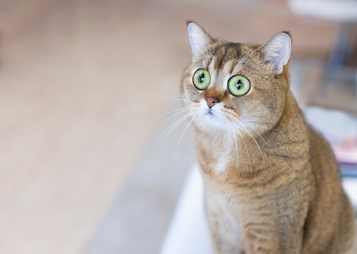 Funny portrait of a Scottish Straight cat with huge eyes. Close-up, soft focus.