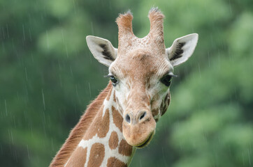 Reticulated giraffe portrait in the rain