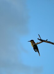 bee eater bird on tree branch