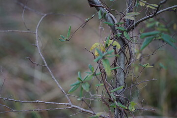 branches of a tree