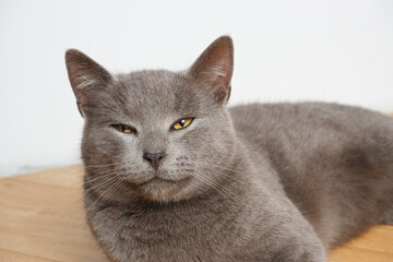 Obraz na płótnie Canvas A lazy cat lies on a warm floor. The gray British cat is resting near the fireplace.
