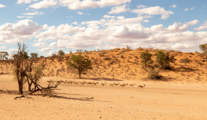 Fototapeta na wymiar Springbok herd crossing through the Kgalagadi