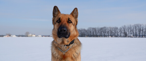 German shepherd sitting in the snow and looks up with intelligent brown big eyes. Walking with the animal in winter