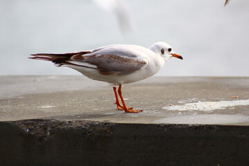 seagull on the beach