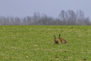 Two hares in a meadow look at each other