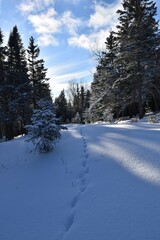 Fototapeta na wymiar Tracks in the snow, Sainte-Apolline, Québec, Canada