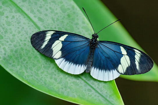 Close-up of a Postman butterfly variation (Heliconius melpomene)  perched in leaves