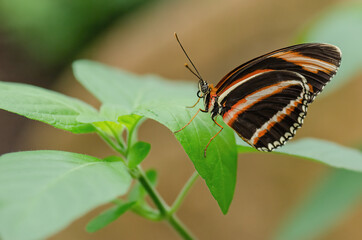 Close-up of an orange lacewing butterfly (Cethosia penthesilea) perched on leaves
