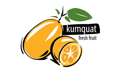 Drawn vector kumquat on a white background - obrazy, fototapety, plakaty