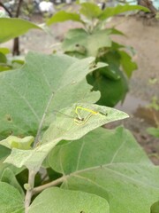 Damselflies (#dragonfly)