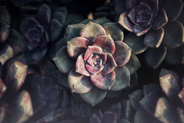 Echeveria is a family of rose-shaped succulents. 