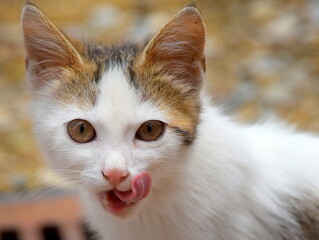 Flauschiges, weißes Katzenbaby mit roten Ohren