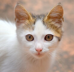 Flauschiges, weißes Katzenbaby mit roten Ohren