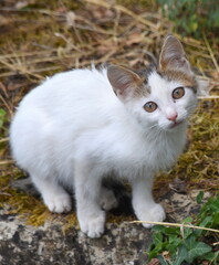 Naklejka na ściany i meble Weißes Katzenbaby mit roten Ohren im Gras sitzend