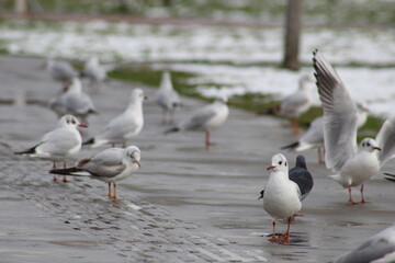 group of seagulls