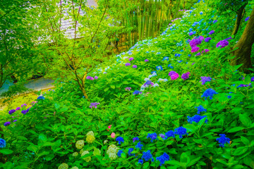 6月の紫陽花イメージ