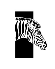 Zebra. Zebra head. Illustration of a zebra.