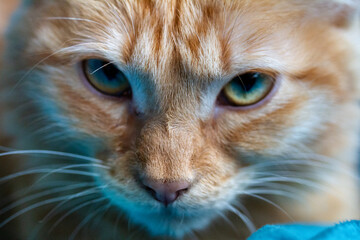 Ginger blue © Annie_hall_