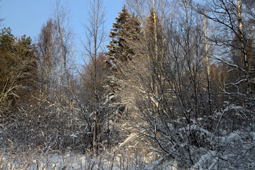 spruce in the forest on a sunny winter day