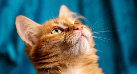 Ginger blue