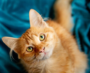 Ginger blue © Annie_hall_