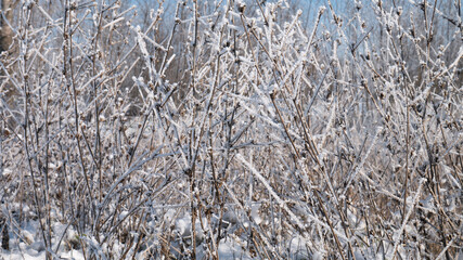 Dry plants under the snow.