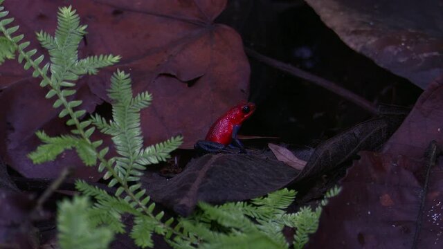 Strawberry poison-dart frog  (Oophaga pumilio) "Blue Jeans" color morph, calls to intimidate other males and attract a female.