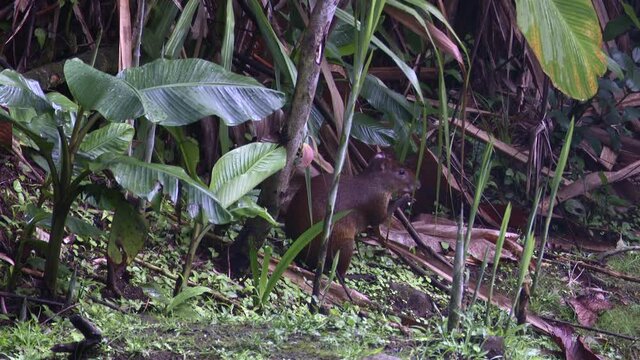 Central American agouti (Dasyprocta punctata) eating in rainforest.