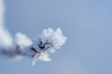 Ice crystals on a branch with textured and bizarre shapes. Winter photo