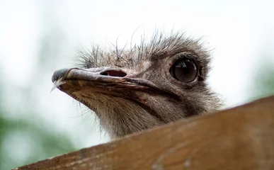  portrait of an ostrich © Андрей Трофимов