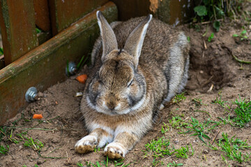 rabbit in the zoo