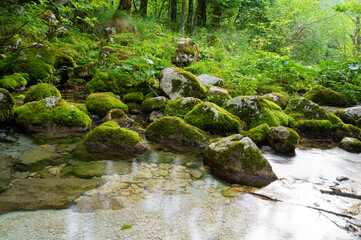 Naklejka na ściany i meble Beautiful green summer nature with a stream of water
