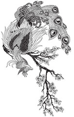 a magical phoenix sitting on a blossom sakura branch. Chinese mythological bird Feng Huang. One of celestial Feng shui creatures. Black and white vector illustration 