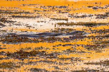Otter (Lutra lutra) on the coastline of Mull, Scotland