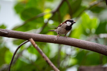 House Sparrow