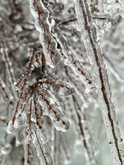 Tree branches in ice glaze. Branches covered with ice