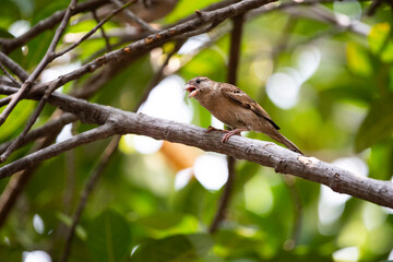House Sparrow